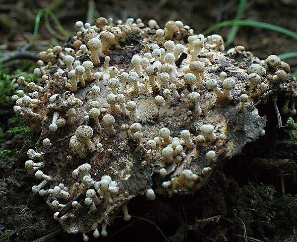 rohovinovka obyčajná Onygena equina (Willd.) Pers.