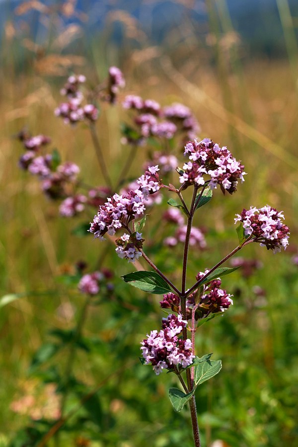 pamajorán obyčajný Origanum vulgare L.