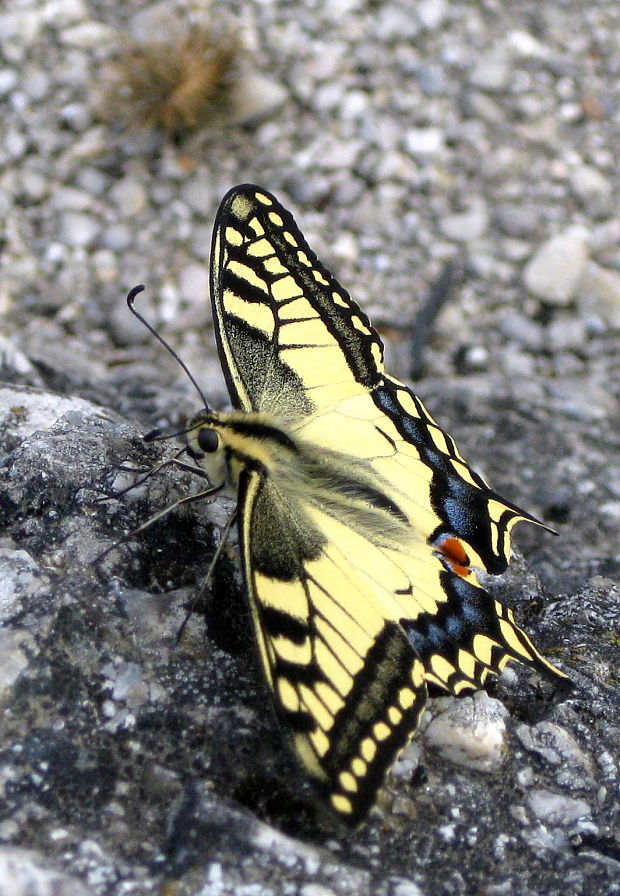 vidlochvost feniklový  Papilio machaon