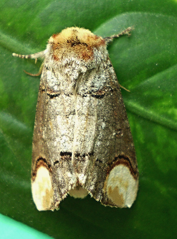 faléra lipová Phalera bucephala