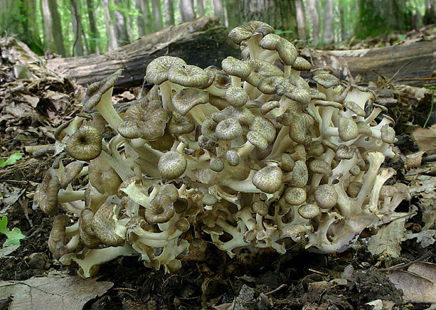 trúdnik klobúčkatý Polyporus umbellatus (Pers.) Fr.