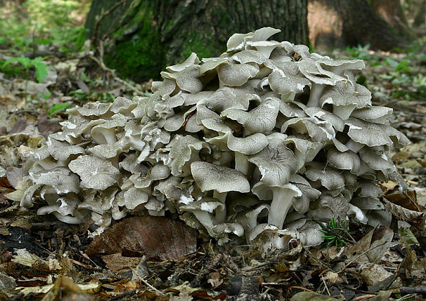 trúdnik klobúčkatý Polyporus umbellatus (Pers.) Fr.