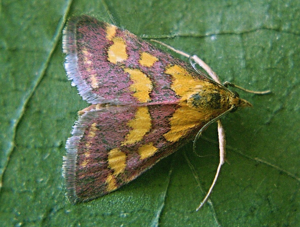 vijačka purpurová Pyrausta purpuralis