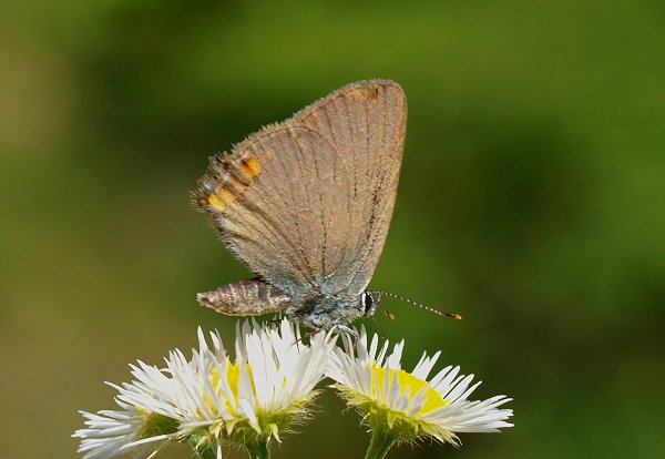 ostrôžkar maly Satyrium acaciae