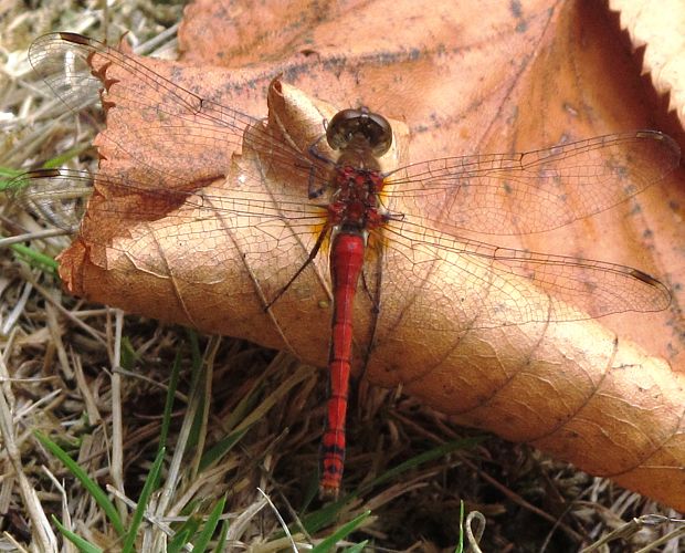 vazka cervena Sympertrum vulgatum