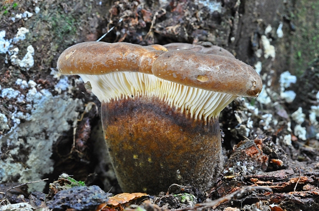 čechračka tmavohlúbiková Tapinella atrotomentosa (Batsch) Šutara