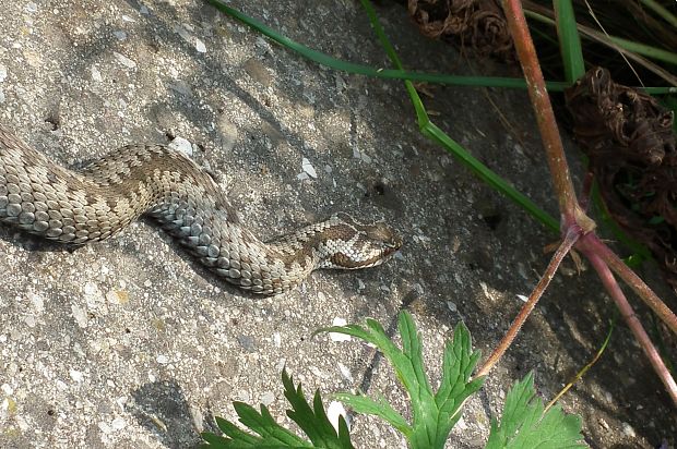 vretenica severná Vipera berus