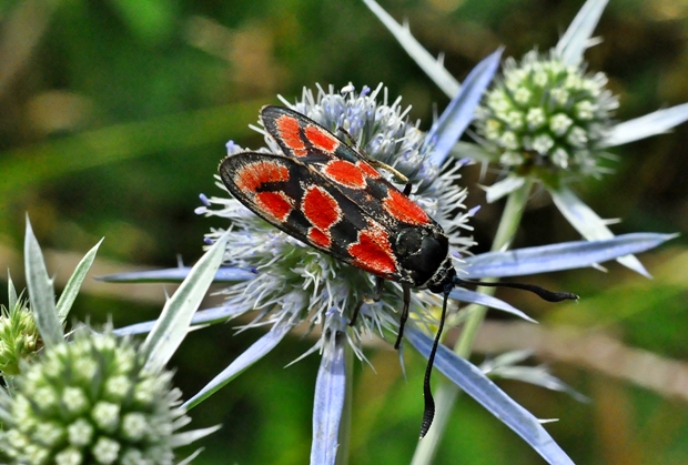 vretienka vičencová Zygaena carniolica