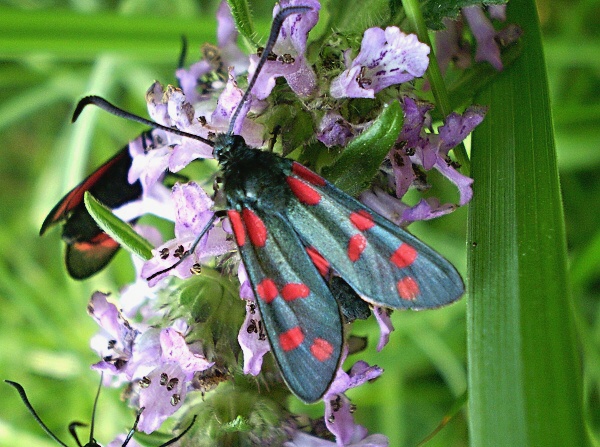 vretienka obyčajná Zygaena filipendulae Linnaeus, 1758