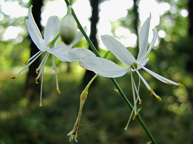 jagavka konáristá  Anthericum ramosum L.