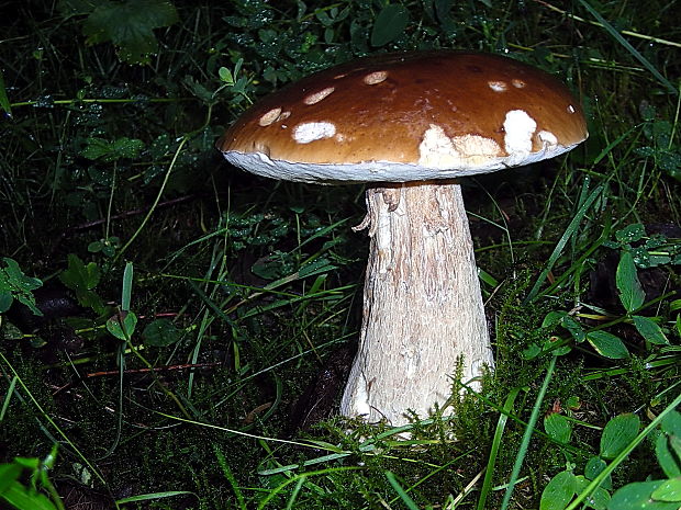 hríb smrekový Boletus edulis Bull.