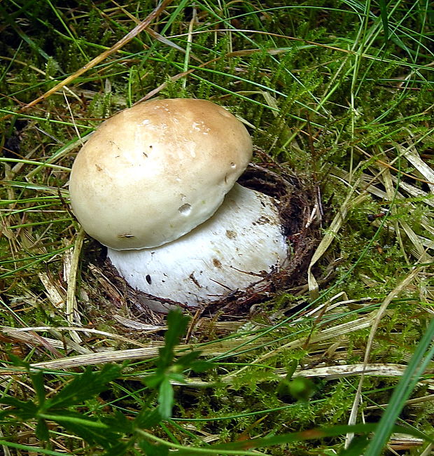 hríb smrekový Boletus edulis Bull.