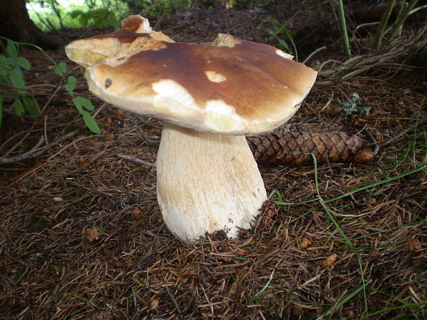 hríb smrekový Boletus edulis Bull.