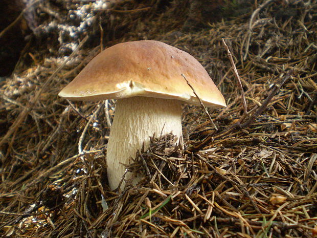 hríb smrekový Boletus edulis Bull.