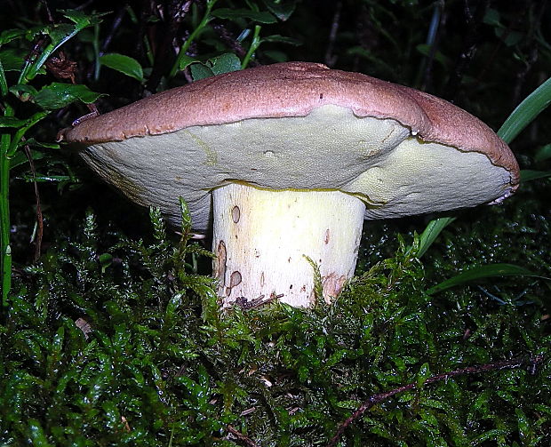 hríb horský Butyriboletus subappendiculatus (Dermek, Lazebn. & J. Veselský) D. Arora & J.L. Frank