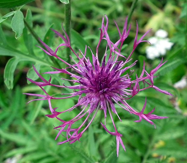 nevädzník hlaváčovitý Colymbada scabiosa  (L.) Holub