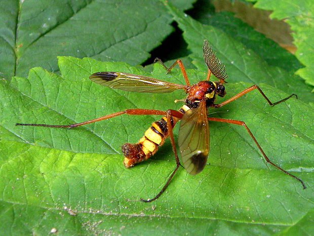 tipuľa - samček Ctenophora ornata