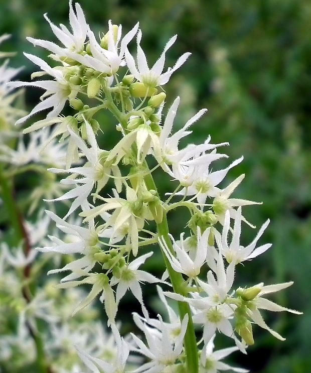 ježatec laločnatý Echinocystis lobata (F. Michx.) Torr. et A. Gray