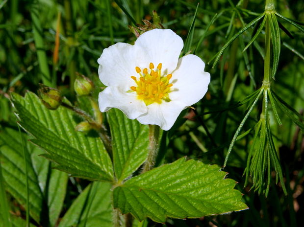 jahoda obyčajná Fragaria vesca L.