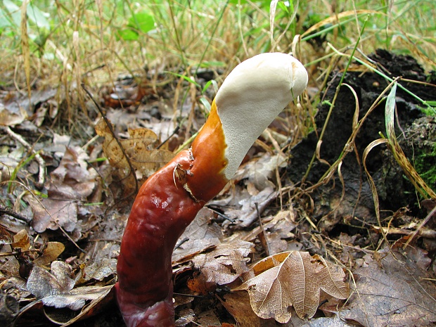 lesklokôrovka obyčajná Ganoderma lucidum (Curtis) P. Karst.