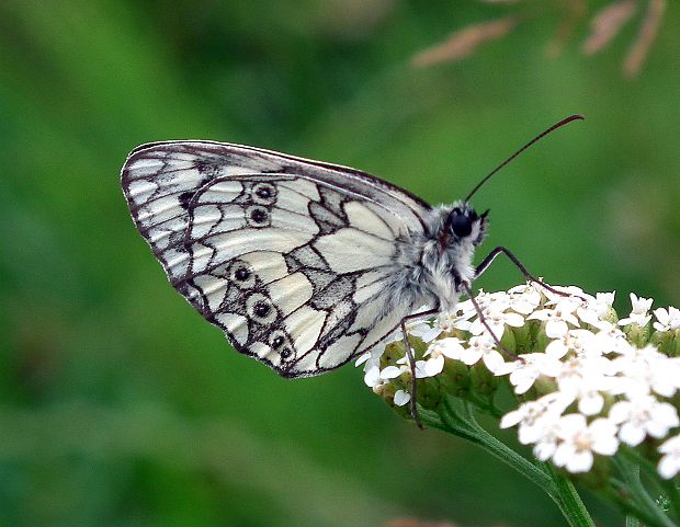 očkáň timotejkový   Melanargia galathea