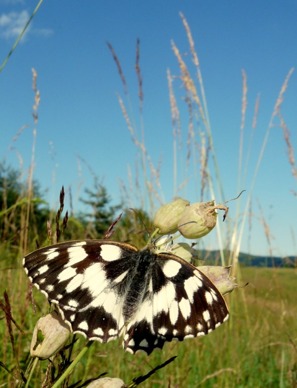 očkán timotejkový Melanargia galathea