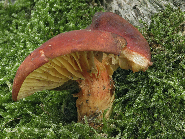 lupeňopórovec červenožltý Phylloporus rhodoxanthus (Schwein.) Bres.