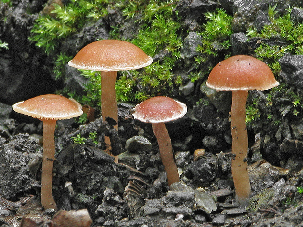 drobuľka Psathyrella sp.