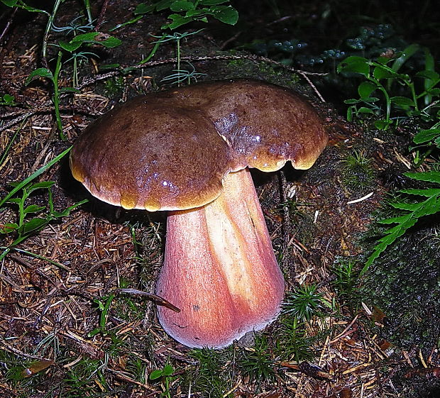 hríb zrnitohlúbikový Sutorius luridiformis (Rostk.) G. Wu & Zhu L. Yang