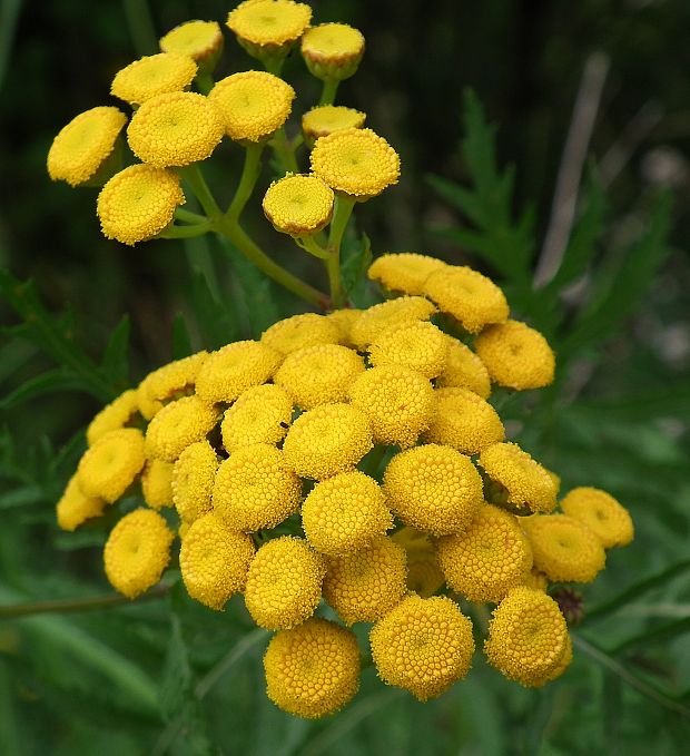 vratič obyčajný Tanacetum vulgare L.