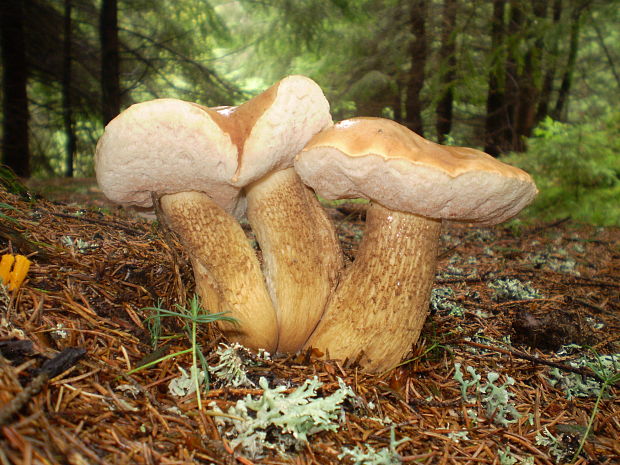 podhríb žlčový Tylopilus felleus (Bull.) P. Karst.