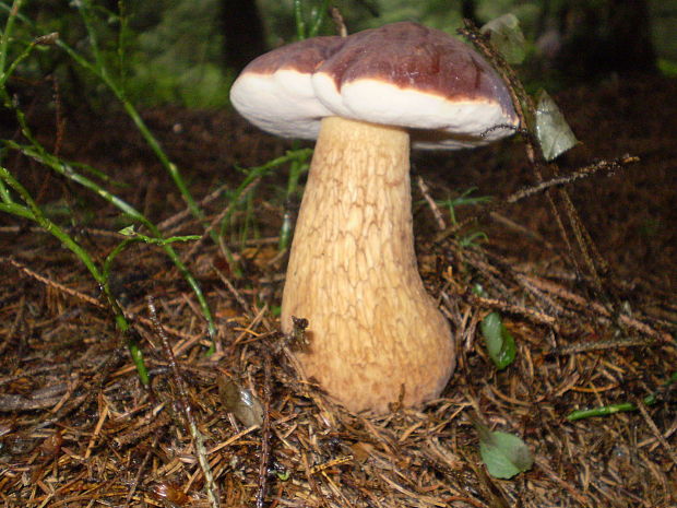 podhríb žlčový Tylopilus felleus (Bull.) P. Karst.