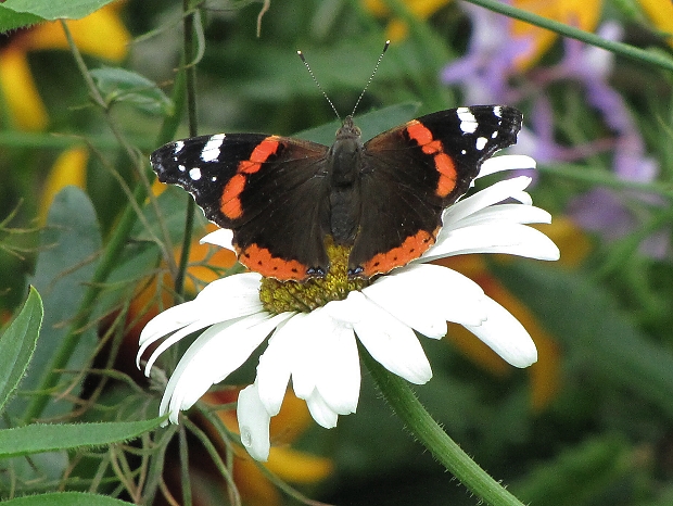 babôčka admirálska-babočka admirál Vanessa atalanta