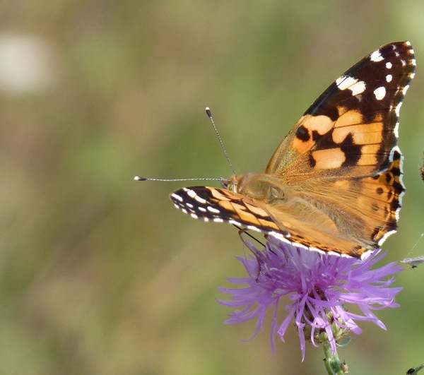 babôčka bodliaková Vanessa cardui