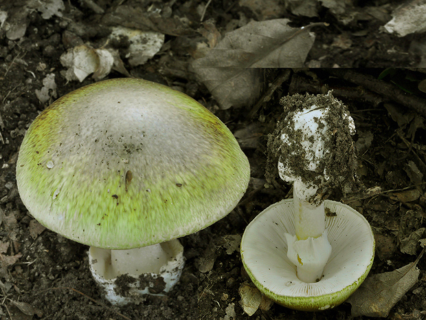 muchotrávka zelená Amanita phalloides (Vaill. ex Fr.) Link