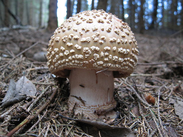 muchotrávka červenkastá Amanita rubescens Pers.