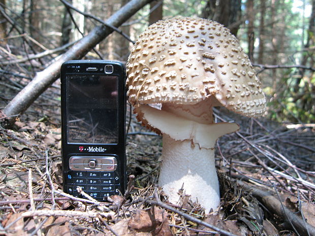 muchotrávka červenkastá Amanita rubescens Pers.