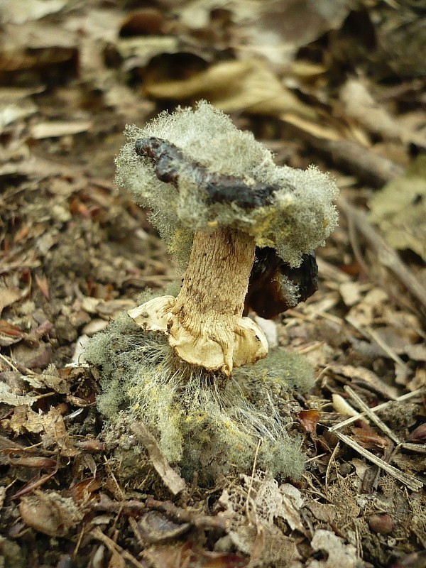 muchotrávka červenkastá Amanita rubescens Pers.