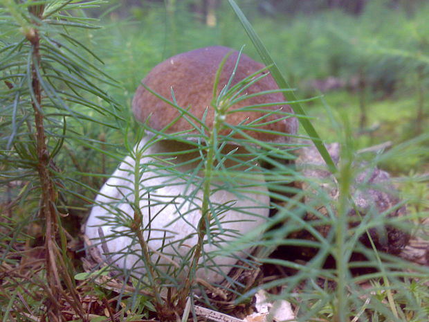 hríb smrekový Boletus edulis Bull.