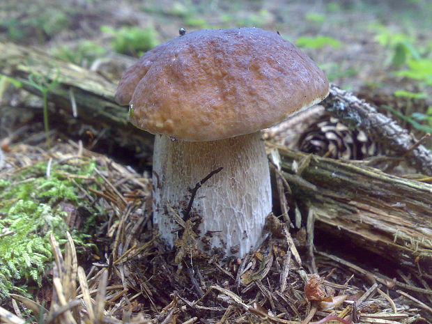 hríb smrekový Boletus edulis Bull.