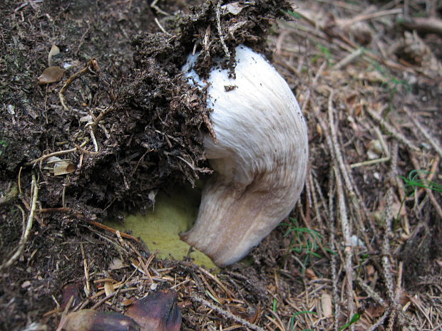 hríb smrekový Boletus edulis Bull.