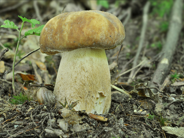 hríb dubový Boletus reticulatus Schaeff.