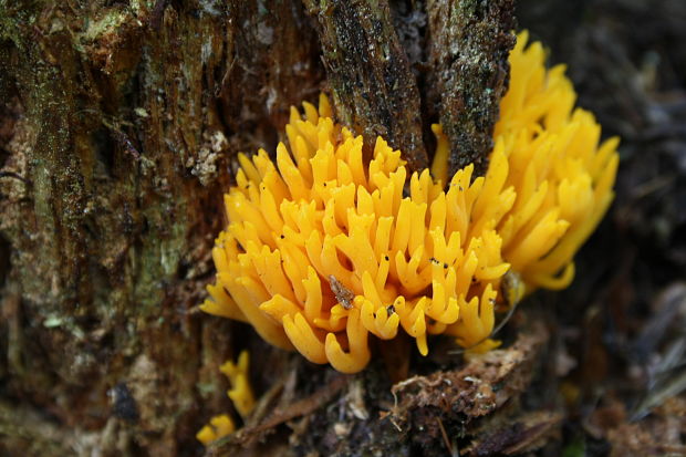 parôžkovec lepkavý Calocera viscosa (Pers.) Fr.