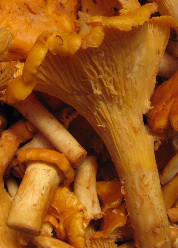 kuriatko Cantharellus sp.