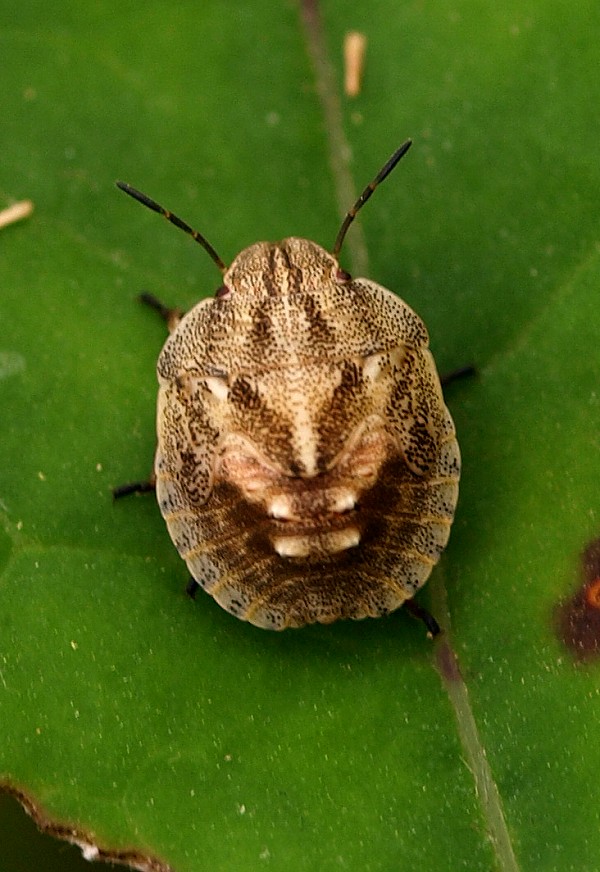 bzdocha Eurygaster sp.