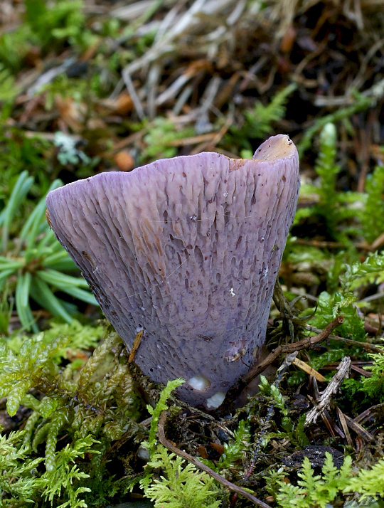 lievikovec kyjakovitý Gomphus clavatus (Pers.) Gray