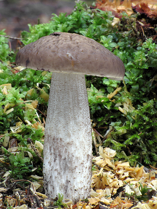 kozák hrabový Leccinum pseudoscabrum (Kallenb.) Šutara