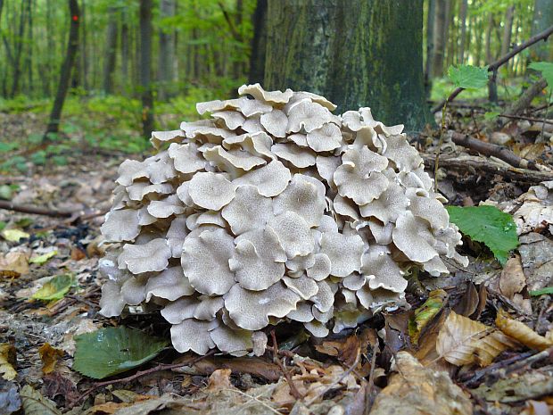 trúdnik klobúčkatý Polyporus umbellatus (Pers.) Fr.