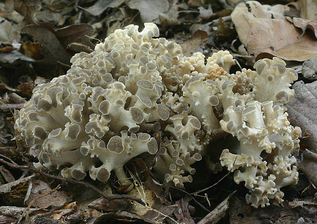 trúdnik klobúčkatý Polyporus umbellatus (Pers.) Fr.