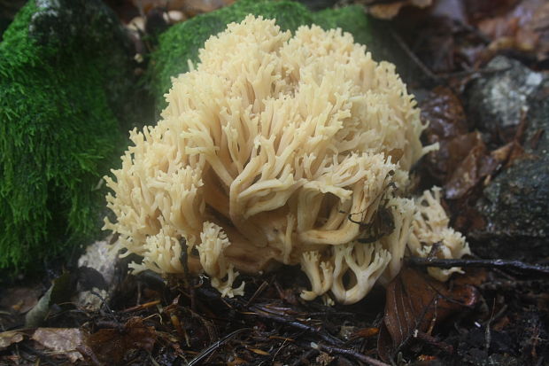 strapačka Ramaria sp.